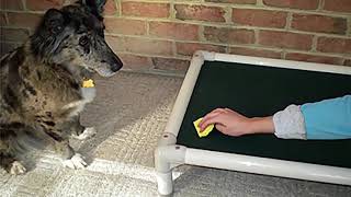 Why are Kuranda Dog Beds Different [upl. by Tiloine]