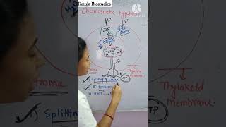 Chemiosmotic Hypothesis  Proton Motive Force PMF  ATP synthase  Class 11 BiologyNEET shorts [upl. by Wallford]