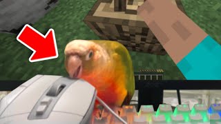 I Taught My Bird How To Play Minecraft [upl. by Joycelin994]