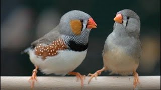 Zebra finch Aviary  keeping Zebra Finches cage size with exercise [upl. by Burger271]