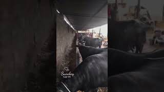 Sangwa dairy farm buffalo top nasal ki mura shorts farming buffallo [upl. by Hayifas157]