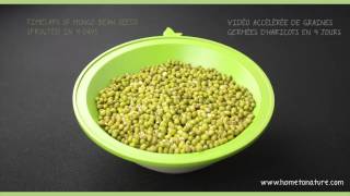 Timelaps of mungo bean seeds sprouted in 4 days [upl. by Etnwahs]