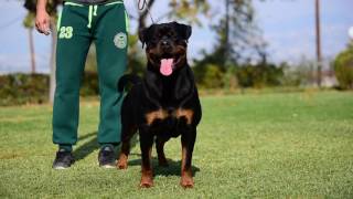 Cooper Haus of Rotties Video Rottweiler [upl. by Aluor]