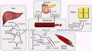 Physiology of Insulin and Glucagon [upl. by Anrev840]