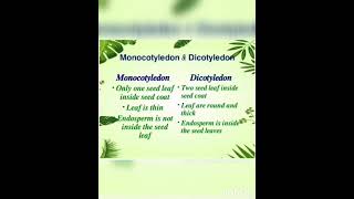 MonocotyledonDicotyledon [upl. by Neelrad]