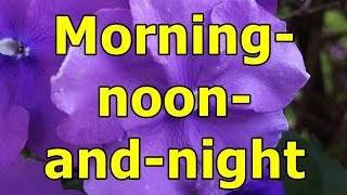 Morning noon and night  Brunfelsia pauciflora  HD Video 01 [upl. by Dave]