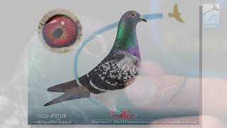 Gerard Koopman Pigeons quotTRIPLE ONEquot [upl. by Garrity]