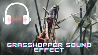 Grasshopper sound effect  Grasshopper sounds  What sounds does a grasshopper make [upl. by Joel]