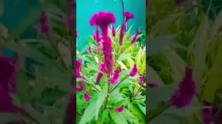 🌸🌿shortvideo flowers showplant gardaning myflowers shorts [upl. by Frasco806]