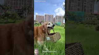 dog funny withsofia alexandsofia [upl. by Arand]