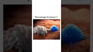 Macrophages vs cancer Human Body Quiz humananatomy health humanbodyfacts quiz medicine body [upl. by Epuladaugairam]