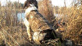 Springer Spaniel likes birds [upl. by Nittirb55]