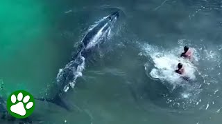 Brave Fishermen Approach Distressed Whale [upl. by Payton770]