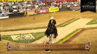 29a Exposición Nacional Equina Pereira 2013 Paso Fino Colombiano HD  wwwdelcaballistacom HD [upl. by Rorry]