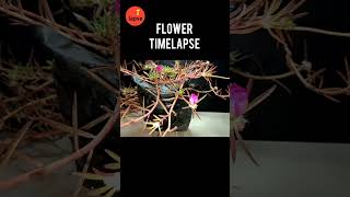 Flower timelapse video amazingtimelapse gardening plants agriculture garden [upl. by Haugen]