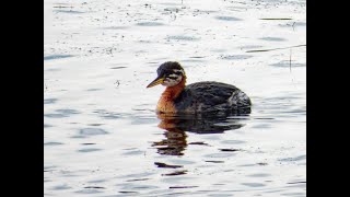 Rednecked Grebe Freiston Shore RSPB Lincolnshire 131024 [upl. by Ellita]