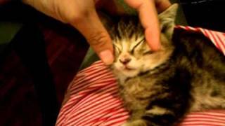 How to kill a kitten with a head squeeze [upl. by Lyall]