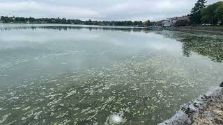 Algal Bloom Time Lapse [upl. by Halliday185]