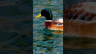 Le CRI du CANARD de la CANE  canard animals ferme [upl. by Shirlee]