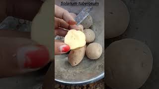 How to farm of solanum tuberosum potatoplant  shorts [upl. by Dougald987]