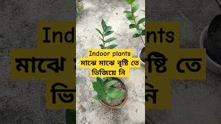 Indoor plants care  Indoor plants in rainy season [upl. by Lippold]