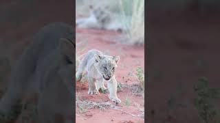 6 week old lion cubs on the reserve [upl. by Muns]