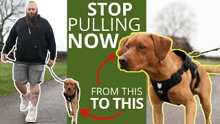 Best Trick To Stop Your Dog Pulling On The Leash [upl. by Tristis]