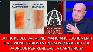 🔴💣LA VERITÀ SUL FINTO SALMONE NORVEGESE SI NUTRE DI ESCREMENTI E GLI VIENE AGGIUNTA UNA SOSTANZA [upl. by Juakn236]