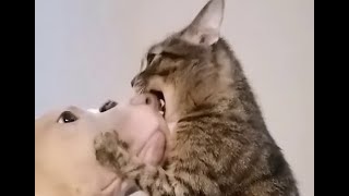 🐈Кот и пёс🐕Любовь и ненависть Подборка смешных котов и собак для хорошего настроения 😺 [upl. by Aneerb891]