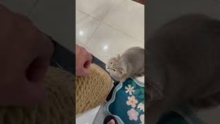 ❤️ 🐈 Lovely Milky 🐭 🐱 ❤️ 😂 cat cats furries love pets purr [upl. by Ayekahs]