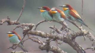 Abelharuco  Bee eater Merops apiaster [upl. by Rondi]