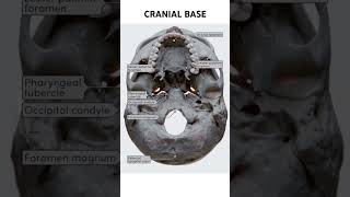 Cranial Base skull [upl. by Assyn]