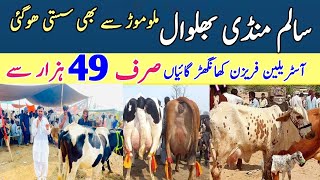 Salam Mandi Sargodha  Jersey Cross Breed Cow Price  Khangher Cows price  Pk Janwar Mandi [upl. by Ardisj]