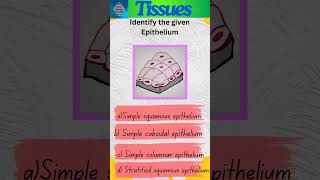 Tissues Part 20  Animal Tissues  Epithelial tissue  Epithelium shorts [upl. by Enaj234]