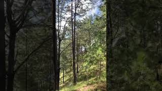 Tall Pine Trees at Mt Ulap Itogon Benguet [upl. by Lleval751]