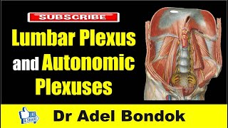 Lumbar Plexus and Autonomic Plexuses Dr Adel Bondok [upl. by Nerrak]