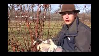 How to Care for WinterKilled Blackberry Plants in Spring Season Video [upl. by Eceerahs878]