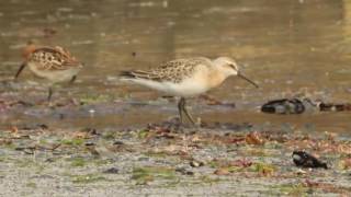 Curlew Sandpiper Seafield [upl. by Saied]