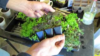 OverSeeding Method to make Herb Plugs 7 Types of Herbs  TRG 2015 [upl. by Erinn]