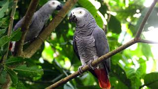 African Grey Parrot Sounds Effects  Rare Pets and Birds [upl. by Edeline]