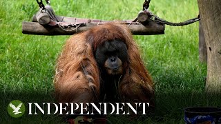 Live Walter the ‘oracle orangutan’ predicts result of Germany vs Hungary [upl. by Herwig]