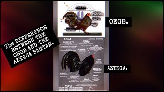 The differences between The Old English Game Bantam and The Azteca bantam [upl. by Einnov926]