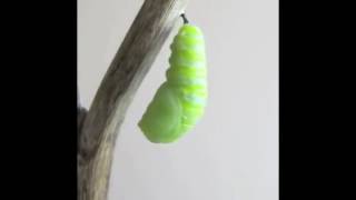 Tırtıldan kelebek oluşumu 🐛 🦋 [upl. by Norreg]