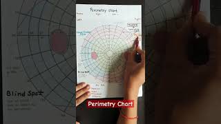 Perimetry chart trending viral shortsviral youtubeshorts neetpg2023 [upl. by Bar]