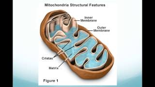 Ch 4 Enzymes Metabolism and Cellular Respiration Overview [upl. by Patt]