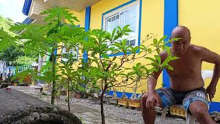 Bonsai Kalumpit Prunning [upl. by Ellga]