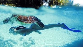 Excursiones Riviera Maya  Snorkel con Tortugas en Akumal [upl. by Icnarf]