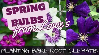 How To Plant Bare Root Clematis amp Spring Planted Bulbs at Lowes 🌷🌷🌷 [upl. by Uolyram]