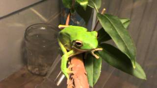 White Lipped Tree Frog eats Crickets [upl. by Griff195]