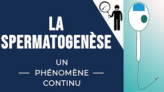 La spermatogenèse [upl. by Allerym]